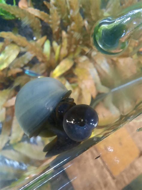 Snail making feeding funnel : r/snails