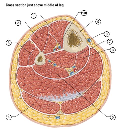 leg cross section Diagram | Quizlet