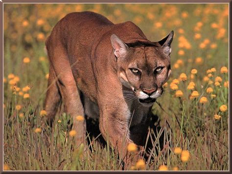 Lista De Felinos Selvagens - 10