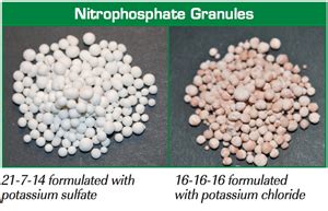 nitrophosphate mosaic crop nutrition