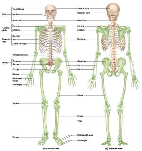 Skeleton | Axial skeleton, Skeletal system, Thoracic cage