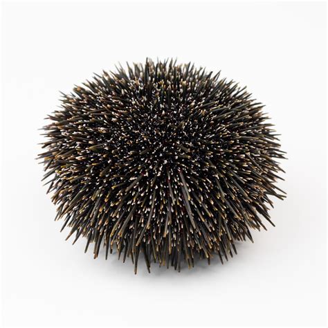 Live Kina - Sealective