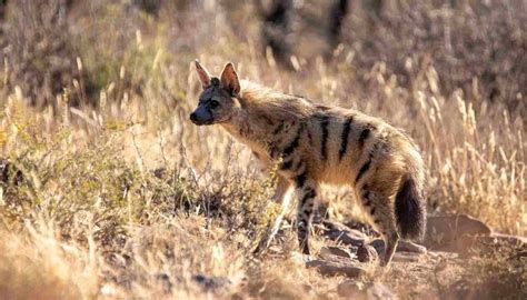 Fun Aardwolf Facts For Kids | Kidadl