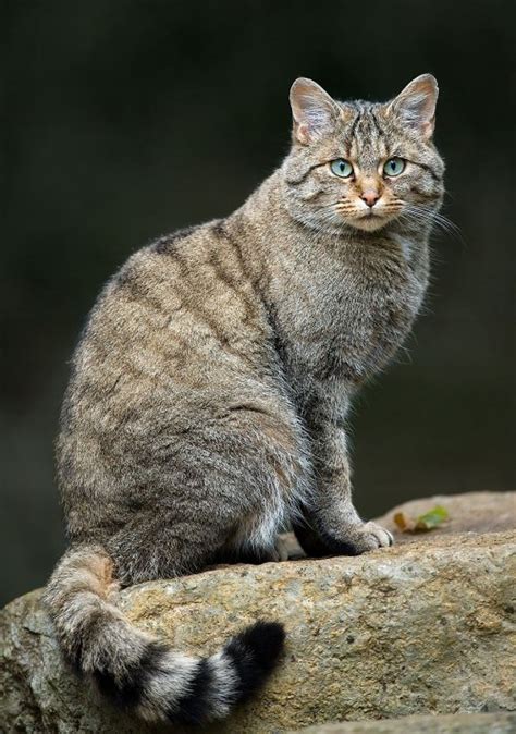 Дикие кошки фото и названия