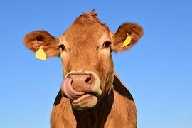 Cow Livestock Cattle · Free vector graphic on Pixabay