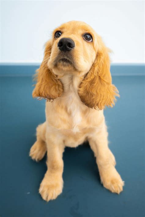 Male Vs Female Cocker Spaniel: What Is The Difference In Temperament And Appearance?