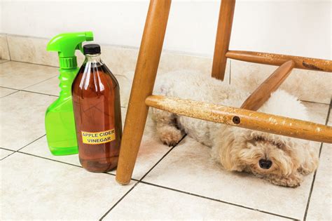 Can you use apple cider vinegar for dogs?