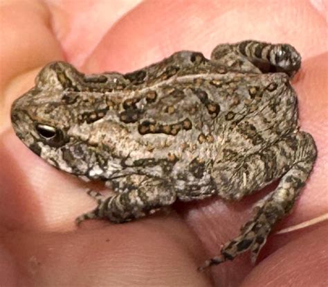 baby cane toad rbrisbane