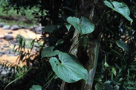 Dioscorea alata