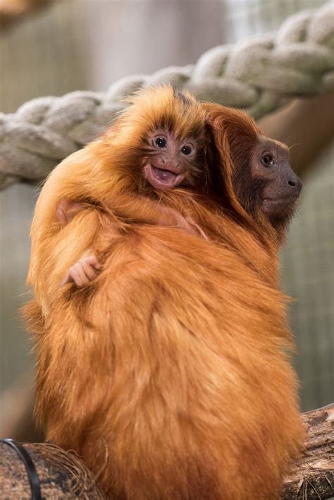 golden lion tamarin adorable monkeys