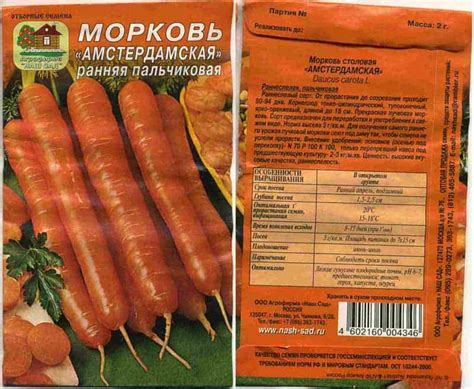 Посев моркови под зиму: выбор сорта и тонкости посадки