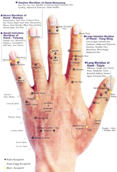 Acupressure Healing – Healthy Manners Acupressure Chart, Healing ...