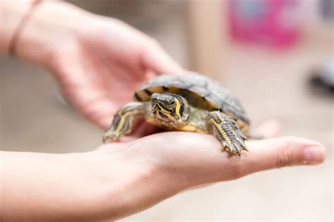 Pode Ter Tartaruga Em Casa - Conheça 6 tipos de tartarugas domésticas | Blog da Cobasi