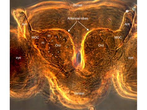 Frontal view of the face of a male Helicoverpa zea moth showing the two... | Download Scientific ...