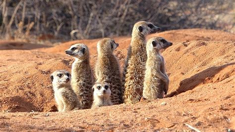 Family of Meerkats in Kalahari Desert - YouTube