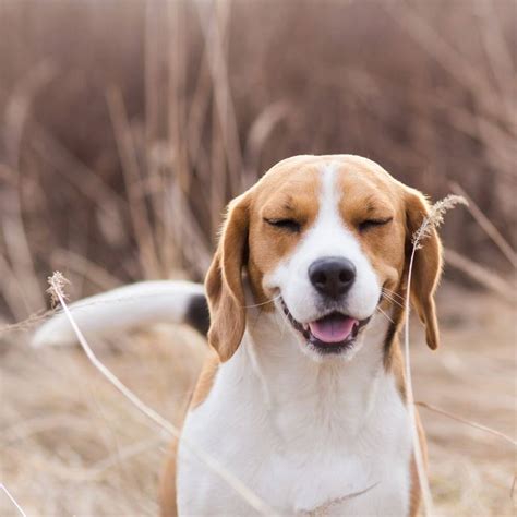 how to treat grass allergy in dogs