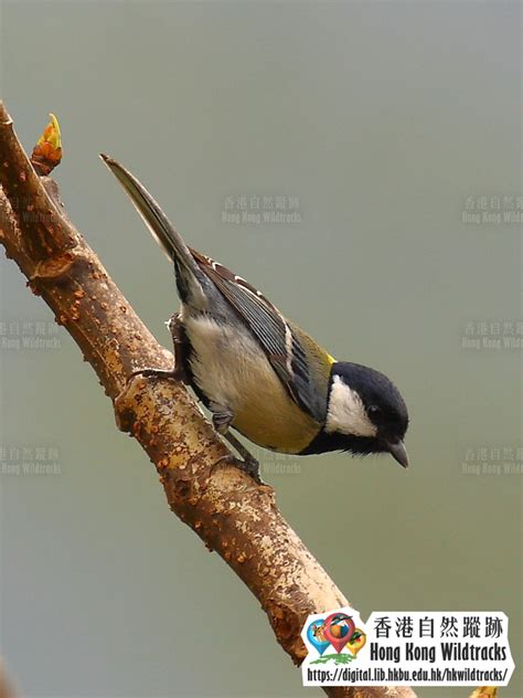 Hong Kong Wildtracks