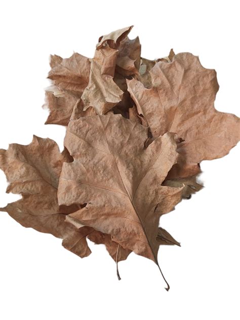 Eichenlaub und der Einfluss auf die Wasserwerte