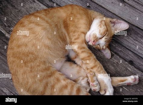 A cat in deep sleep Stock Photo - Alamy