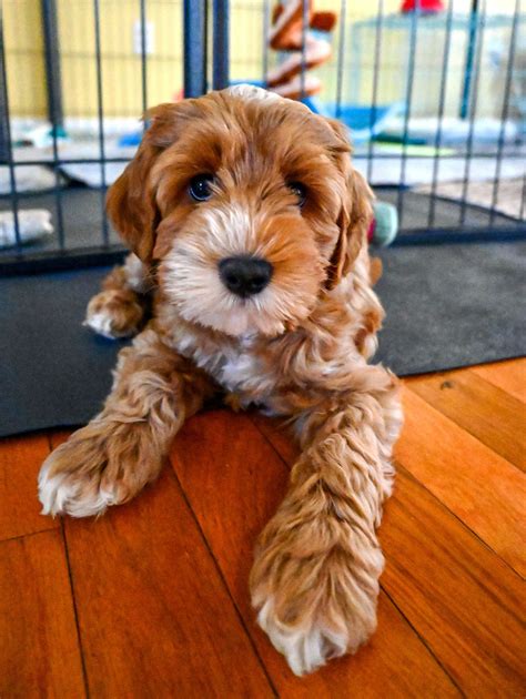 Guardian Program - Doodle Roots Australian Labradoodles
