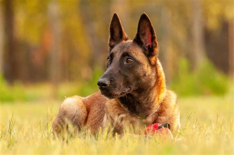 belgian malinois pictures az animals