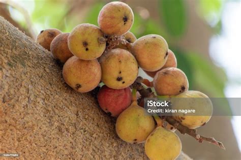 Buah Ara Ficus Racemosa Gambar Di Pohon Alam Buah Ara Hutan Buah Ara ...