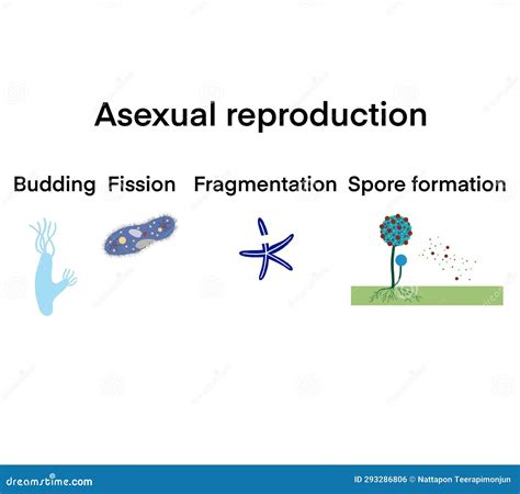 Scientific Designing of Differences between Sexual and Asexual