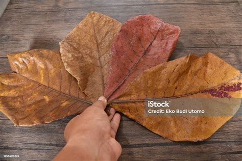 terminalia catappa stock photo  image  almond beauty