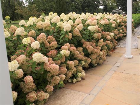 Planting With Hydrangea Paniculata Limelight Acer Palmatum Bloodgood And Salvia N – NBKomputer