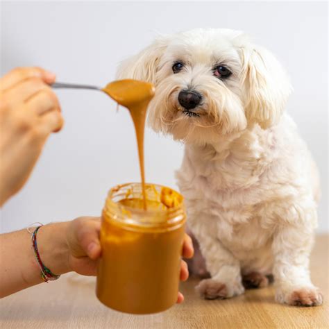 Can Dogs Eat Peanut Butter or Not?