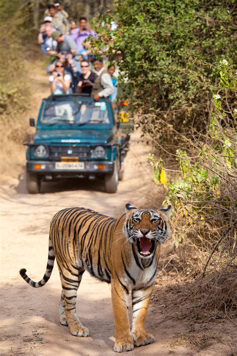Tiger attacks leave villagers on edge in India's Ranthambore reserve