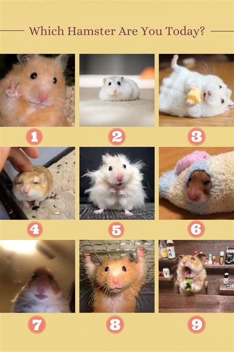 how do you hamster limping safely 5