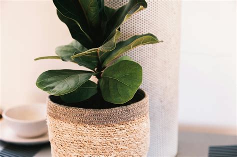 Anonymous woman showing Ficus petiolaris houseplant · Free Stock Photo