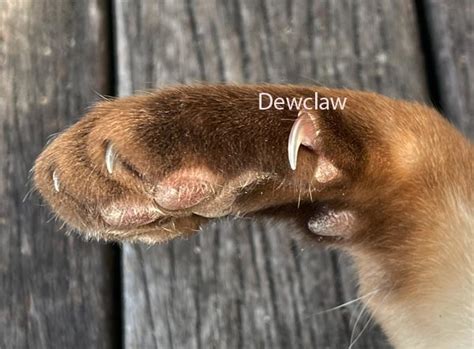 cat paw claw