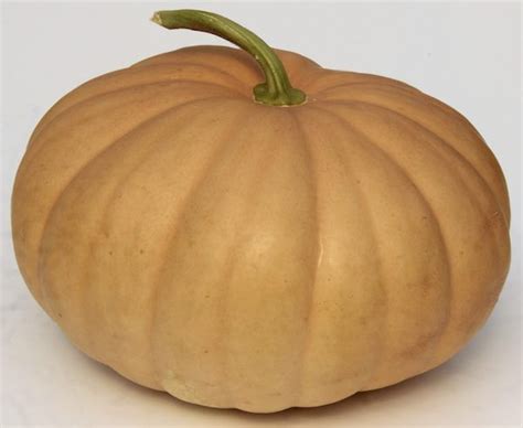 Hutchinson Farm Pumpkin Guide - Long Island Cheese | Pumpkin, Edible ...