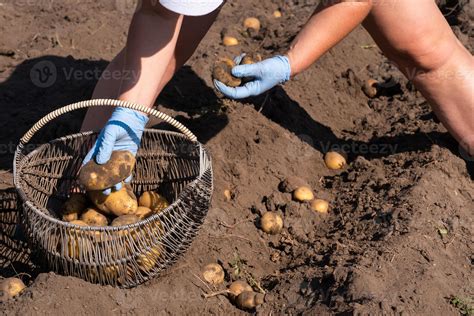 Picking potatoes on the field manually. A man harvests potatoes on