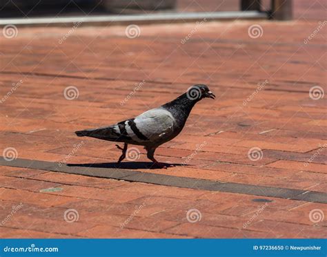 Pigeons in Barcelona stock photo. Image of catalunya - 97236650