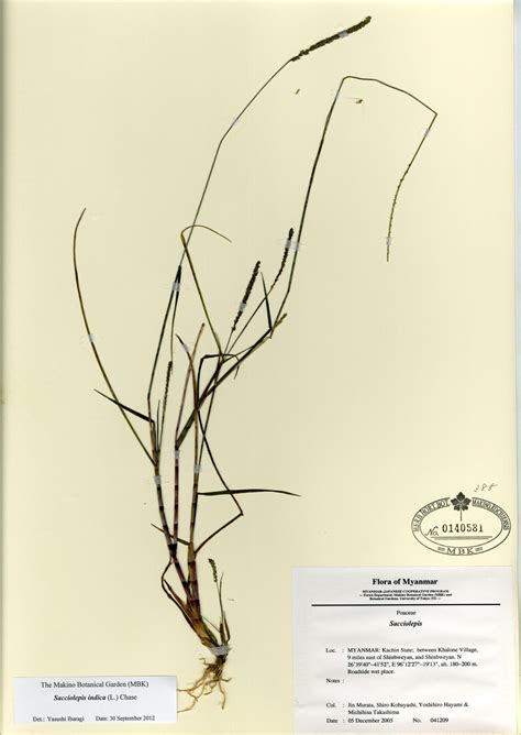 sacciolepis indica  chase myanmar vascular plants