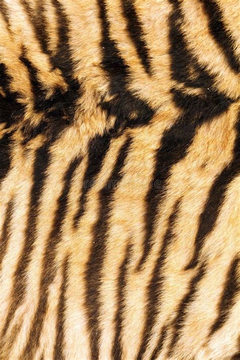 stripes  tiger  stock image image  ornate abstract