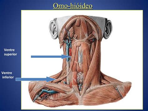 O Que O Tranco Que Dá Quando Vira O Pescoço - Partes Do Pescoço Humano | Pescoço humano: anatomia – YHSP