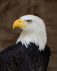 A to Z Kids Stuff | American Bald Eagle