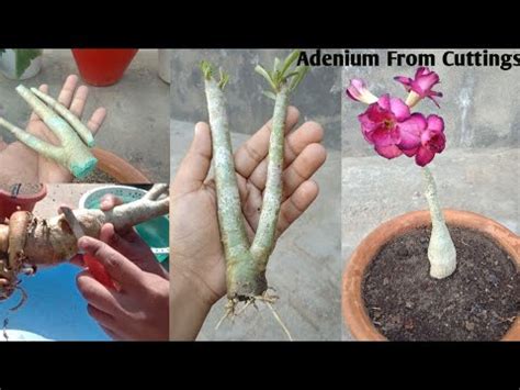 adenium branch pruning   grow adenium  cuttings youtube