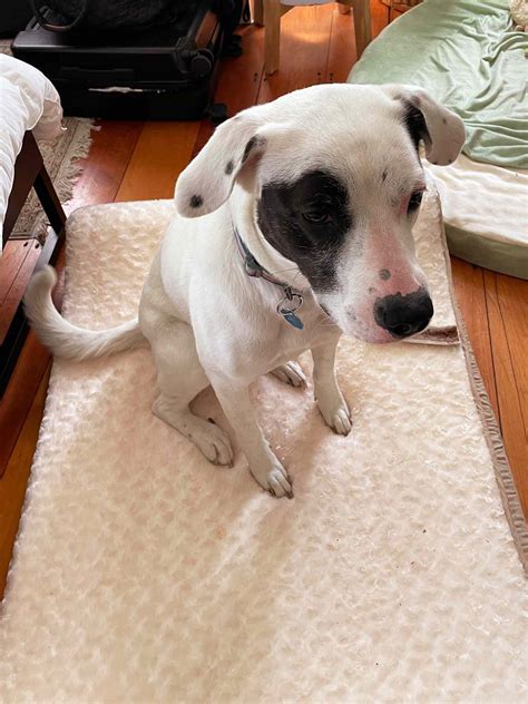 The 6 Best Dog Beds for Big Dogs of 2024, Tested and Reviewed