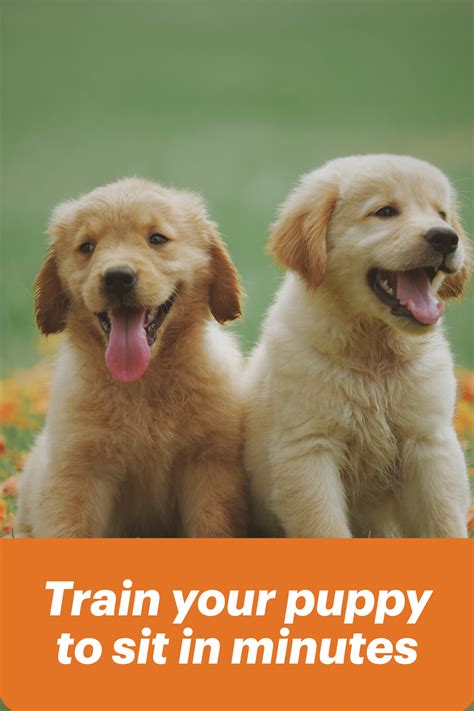 Labrador Retriever Puppies Va