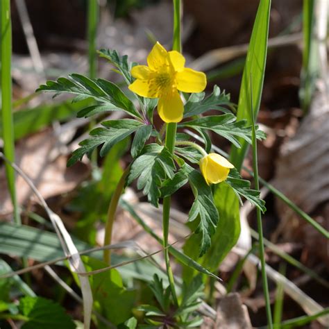 Zlatična podlesna vetrnica | Rastlina | Life Habitats