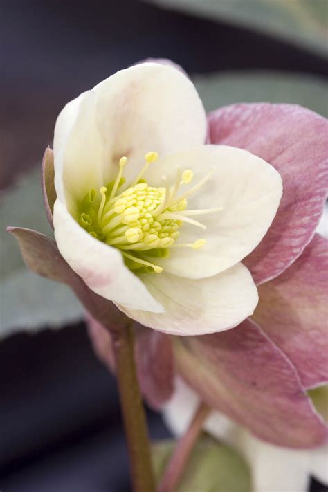 Do Any Plants Bloom In Winter at Malik Keck blog