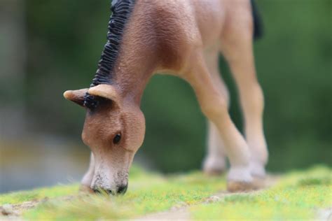 Schleich Arabian foal grazing