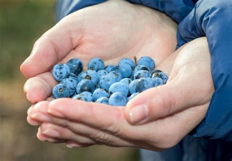 How to Use Sloes 3 Ways – Sloe Syrup, Juice, and Jam | Juice jam, Fruit ...