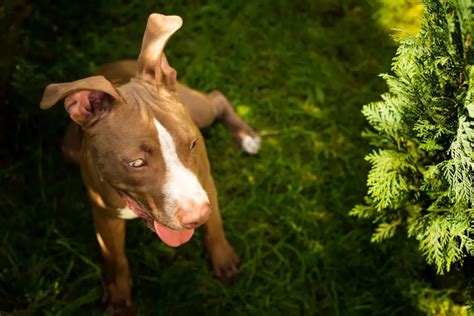 pitbulls shed   tips  deal