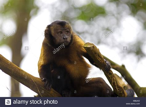 Brown Capuchin Monkey High Resolution Stock Photography and Images - Alamy
